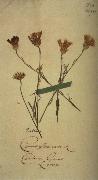 Johann Wolfgang von Goethe Herbarium sheet oil